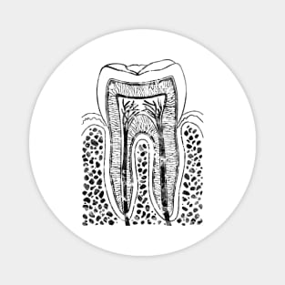 Tooth Structure Magnet